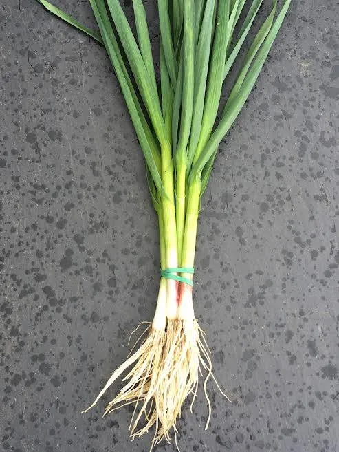 Ails tendres (les 7)